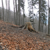odmena za starostlivost.