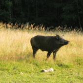 Cítim problémi,radšej vypadnem.