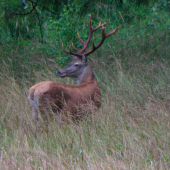 Fešáčisko vytlčený.