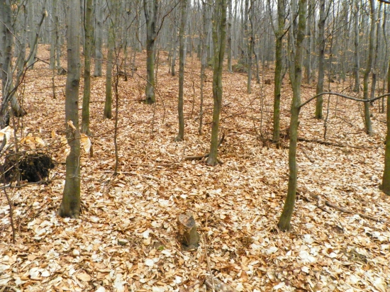 No tu si.      Marec 2011