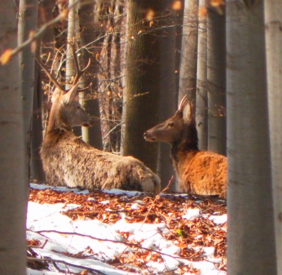 Čo bratu padáme,či nie???