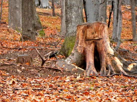 Aprílove potešenie