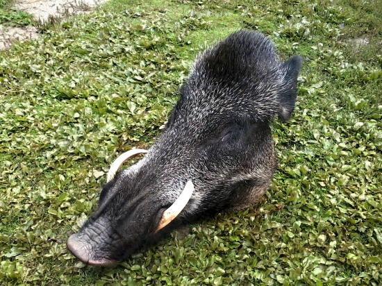 Pre fajnšmekrov
