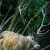 Ked počuješ ako dýcha.