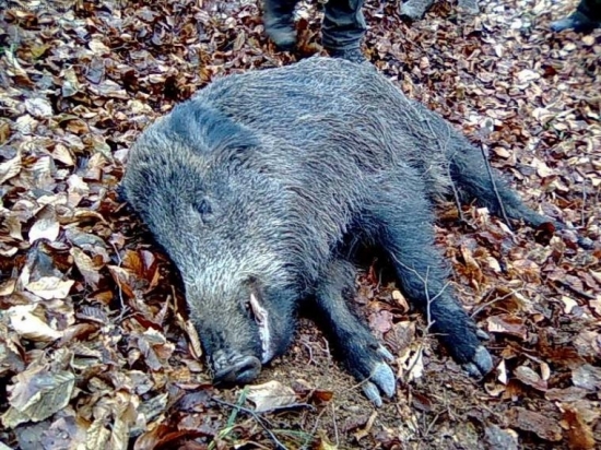 spoločna polovačka