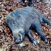spoločna polovačka