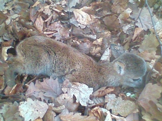 muflonča