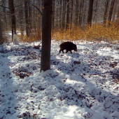 Prišlo ku mne prasiatko.