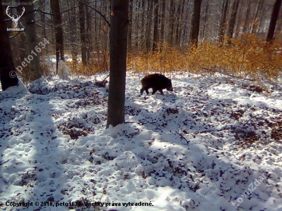 Prišlo ku mne prasiatko.