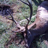 Kolegov doprovod hosta,ruja 2009