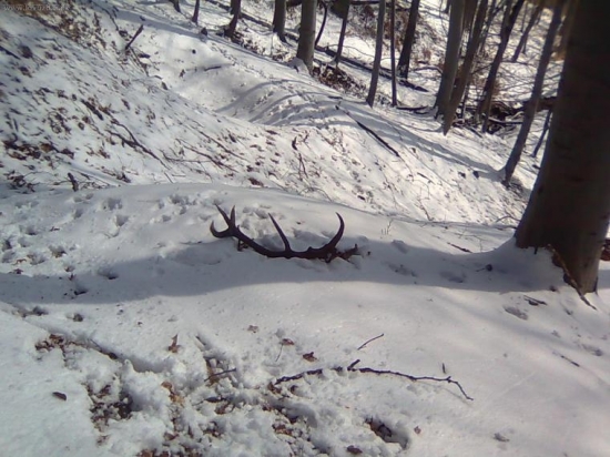 Caro bukového tiena skrývalo 2,70kg.