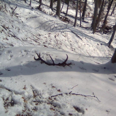 Caro bukového tiena skrývalo 2,70kg.