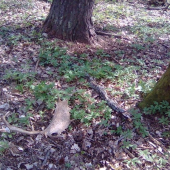 Prvá prechadzka a hned aj úspech.