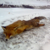 Včerajšia prašivka