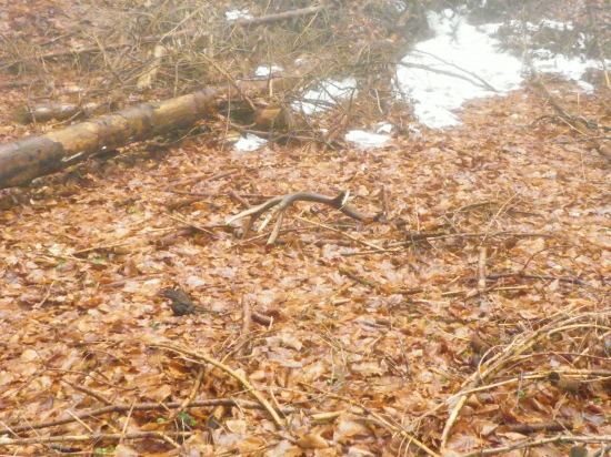 Zabudnutý krásavec