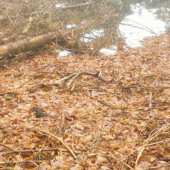 Zabudnutý krásavec