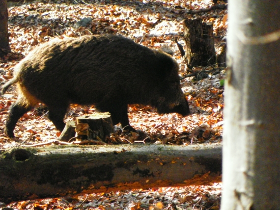 Diviačica