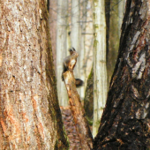 Rýchlo kým sa smejem...
