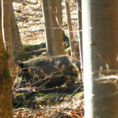 Tak tu si ty chlpatá guľa...