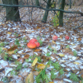 krásavice  na snehu