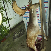 svajdarův zlatý daněk