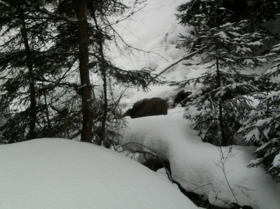 lanštiak