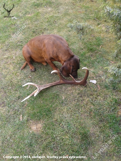 Beny a zhodik