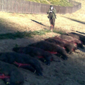 spoločna polovačka