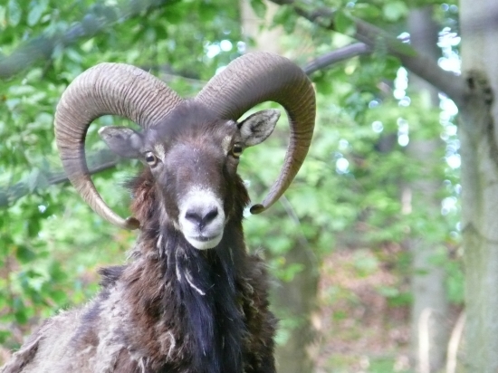 Muflon