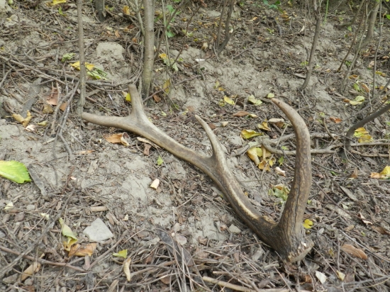Osmorák zo Starej slivnice