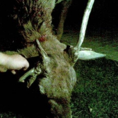 Jeleň lesný - abnormalita