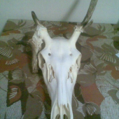 Jeleň lesný - abnormalita po vyvarení