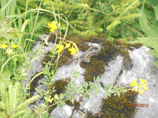 Jánska Potvorka  :-D