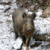 Překvapení v pravé poledne