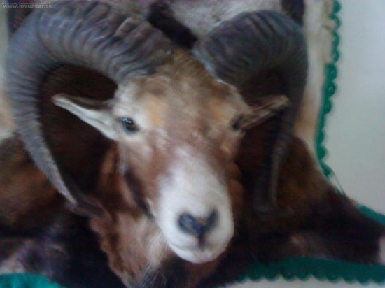 Muflon