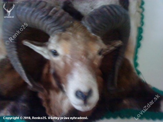 Muflon