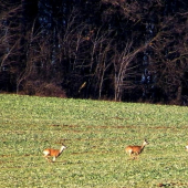a už sa to valííí ....