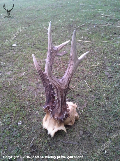 590 g