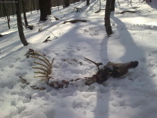 Výsledok vlčej práce