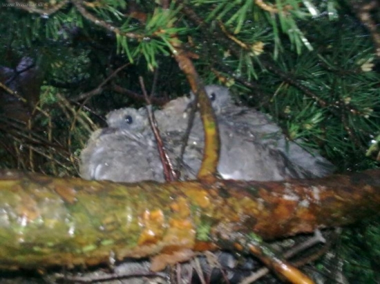 Mláďata holuba hrivnáka