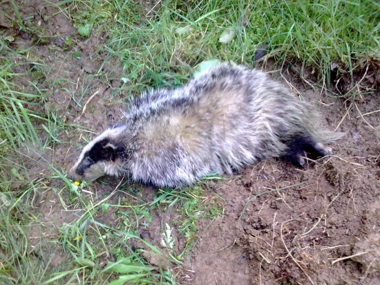 Uhynutý mladý jazvec