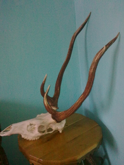 Nebezpečný škodník