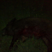 Večerní úlovek. Lončák