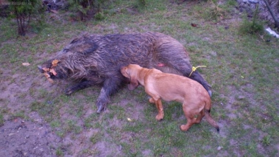 ABJ-Uno z Udolí Rožnova