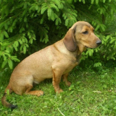 Uno z Udolí Rožnova