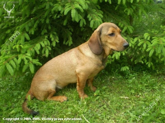 Uno z Udolí Rožnova