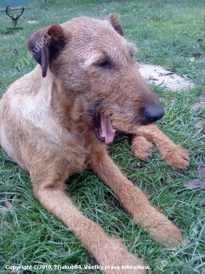 Barka Gorovec