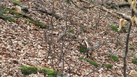 Prvý apríl,prvý pohľad a........