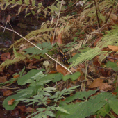 salamandra ..