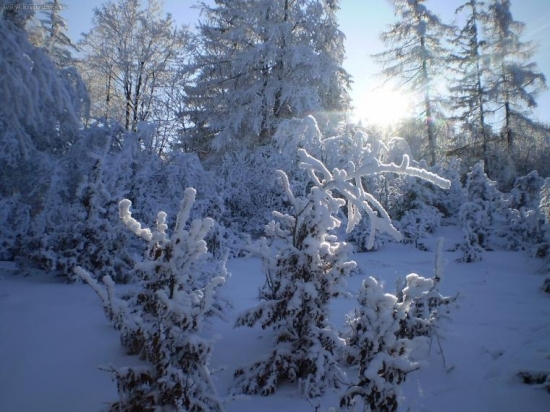 bude zima bude mráz